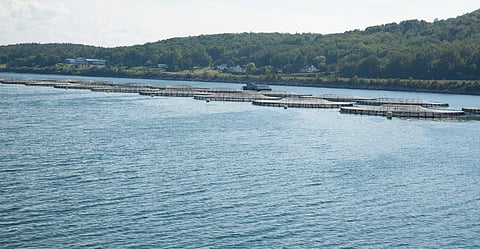 Salmon aquaculture cages in St. Marys Bay in Digby, Nova Scotia. The federal government reiterated at the CCFAM meeting that BC Aquaculture Transition Plan will not extend to Eastern Canada. Photo: Adobe Stock.