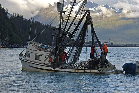 Alaska fishing boat bringing in the catch. The 'Improving ARCTIC Act' aims to strengthen Alaska's seafood industry. Photo: Adobe Stock.