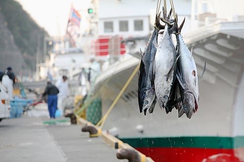 OECD-FAO Agricultural Outlook 2023-2032 predicts a global slowdown in fish production. Photo: Adobe Stock.