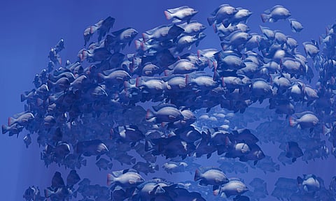 Flocks of tilapias swim in groups. Photo by: Adobe Stock.