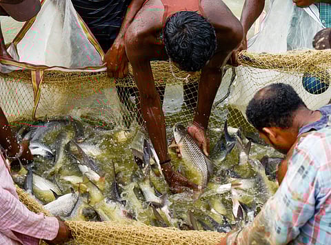 Fishermen select brooder fish from the net for breeding. Photo by: Adobe Stock.