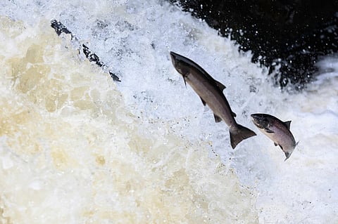 The Atlantic salmon traveling to spawning grounds during the summer in the Scottish highland. Photo by: Adobe Stock.