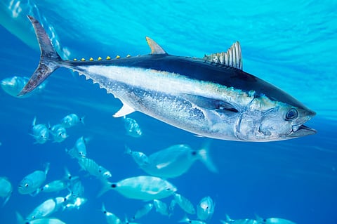 Bluefin tuna fishery will be opened in UK waters until November 2023. Photo: Adobe Stock.