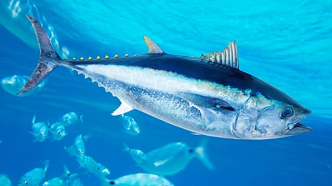 ISSF report aims to identify and promote best practices in tuna and ocean conservation.