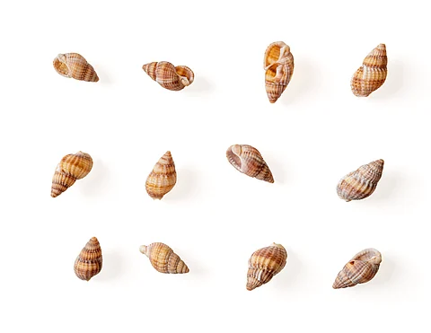 Canada's new whelk fishery will open next year. Photo: Adobe Stock.