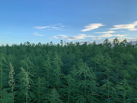 Rare Earth Global hemp crops. Photo by: Rare Earth Global.