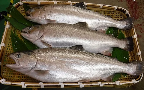 Some adult cherry salmon weigh more than 4kg. Photo by: Maruha Nichiro.