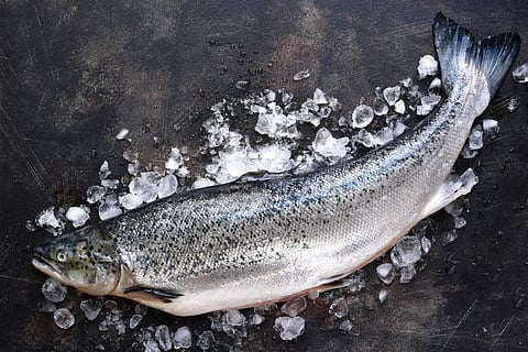 Atlantic salmon. Photo: Adobe Stock.