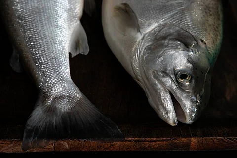 Coho Salmon raised at LocalCoho farm in Upstate New York. Photo by: LocalCoho.