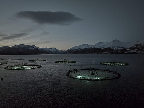 Ode site. The newly awarded site will be the sixth sea farm for the Norwegian cod farmer. Photo: Ode.