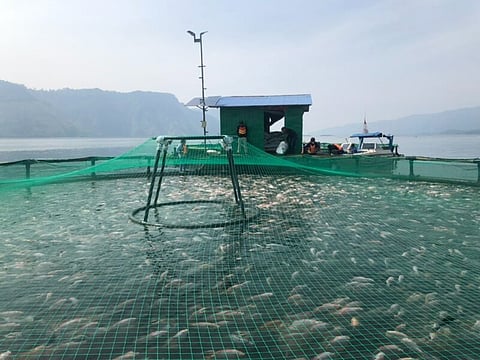 Feeding time on Toba. Photo by: Regal Springs.