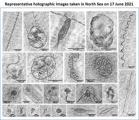 Zooplankton identified from North Sea water samples in 2021. Photo: SAMS.