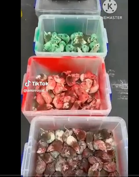 Pro-Palestine painted mice