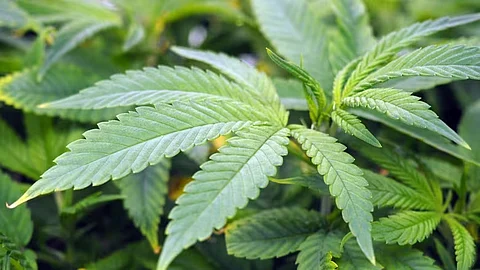 Cannabis leaves