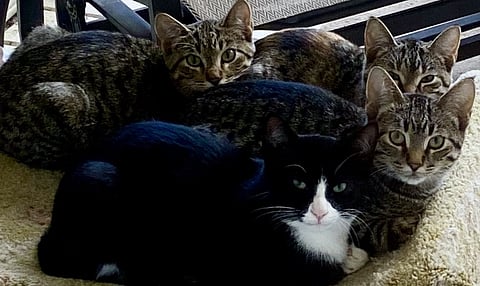 Famously cat-friendly columnist Linda Slobodian is fostering these kittens while finding them homes. She is particularly incensed by comments on disposing of feral cats, made by council members in Fort Saskatchewan.