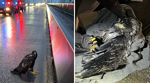 Injured eagle on the Lions Gate Bridge