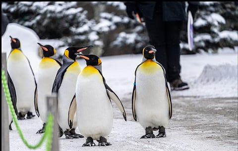 Penguin Walk
