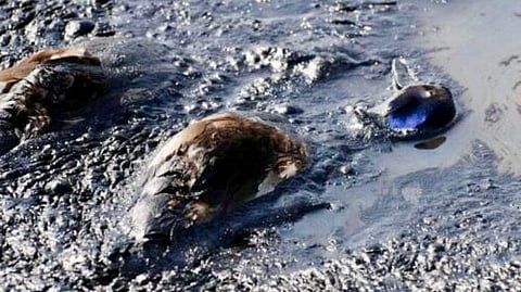 Dead ducks on an oil sands tailings pond.