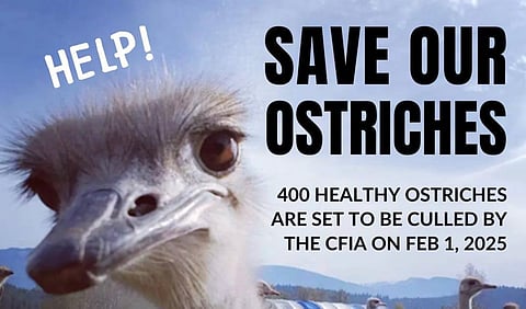 Save our ostriches