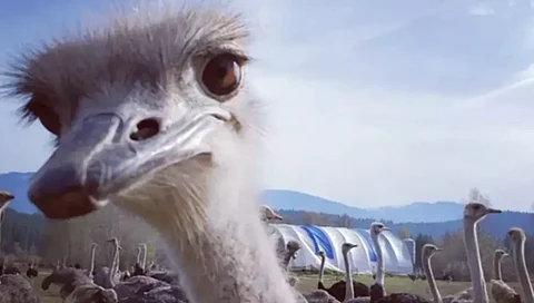 Save Our Ostriches