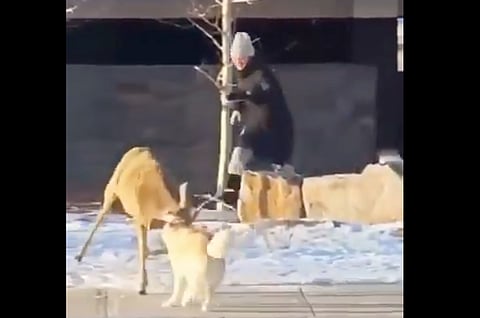 WATCH: Dog attacks deer in downtown Banff