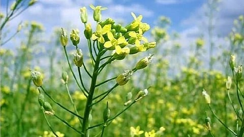 Canola