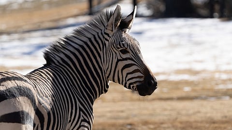 Calgary Zoo unveils revitalized African Savannah Experience