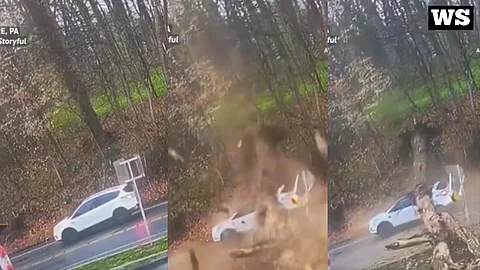 WATCH: TIMBERRRR! — massive tree crashes down on car, woman walks away unscathed