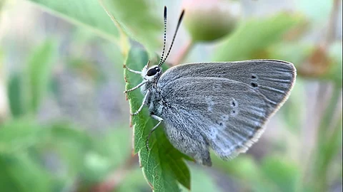 Curiously isolated hairstreak