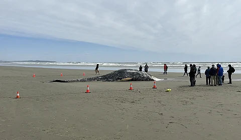 Beached whale in Tofino