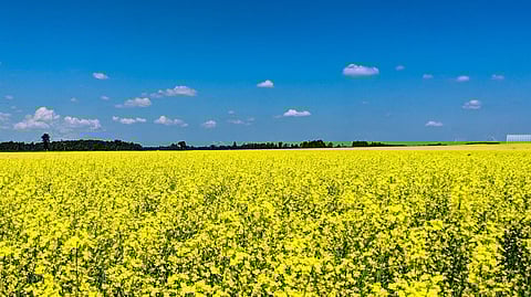 Canola