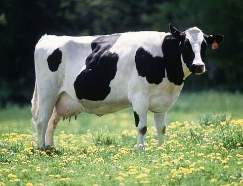 Dairy cow