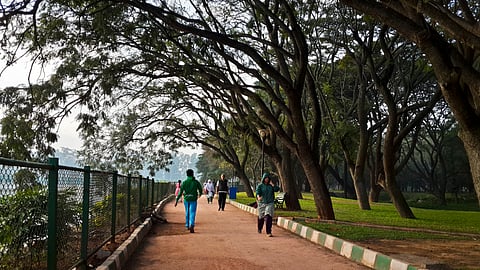 পাখি দেখাঃ উদ্বেগ নিয়ন্ত্রণে এক অপ্রত্যাশিত সহযোগী