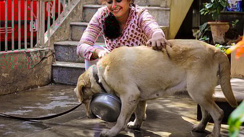 অ্যানিম্যাল অ্যাসিসটেড থেরাপি কী এবং কেন এর সাহায্য নেওয়া হয়?