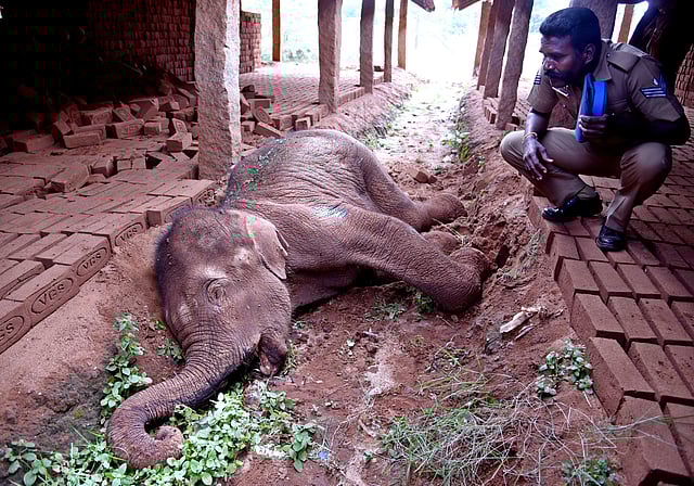 The three- year-old calf elephant which died due to prolonged mouth injury on her mouth at a brick kiln unit, Mangarai.(A Raja Chidambaram | EPS)