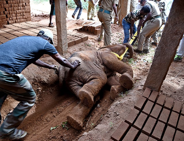 Forest staff dragging the calf elephant which died due to prolonged mouth injury on her mouth. at a brickkiln unit, mangarai in anaikatti forest on friday evening. Express/a.Raja chidambaram..