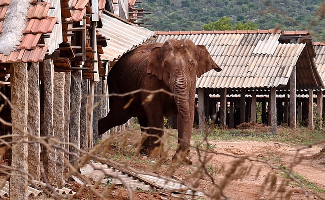 Agressive mother elephant damaging bricklin  after a calf elephant was taken away for postmortem, near mangarai in anaikatti forest. Express/a.Raja chidambaram.⁠⁠⁠⁠