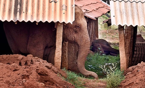Mother elephant standing near to the calf elephant which was died due to prolonged injury on its mouth, near mangarai in anaikatti forest on the outskirts of the city on friday.Express/a.Raja chidambaram.