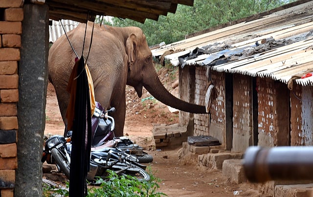 Agressive mother elephant damaged vehicle and try to damage houses after a calf elephant was taken away for postmortem, near mangarai in anaikatti forest. Express/a.Raja chidambaram.