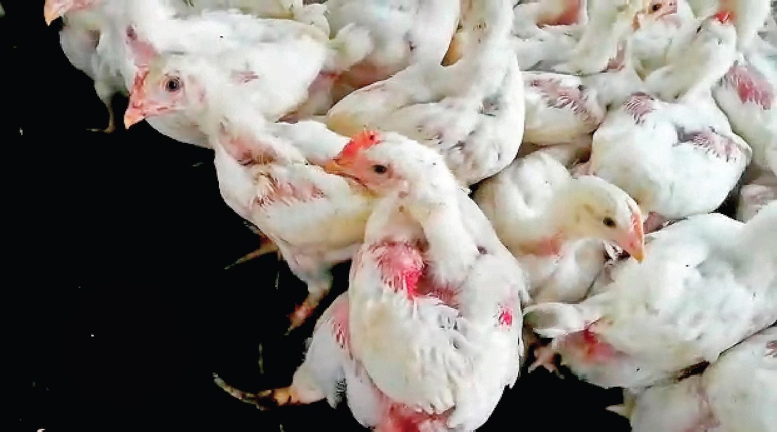 Poultry farmers in dire straits as birds starve