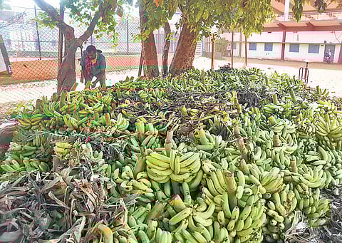 Despite bumper crop, horticulture farmers in Andhra stare at huge losses
