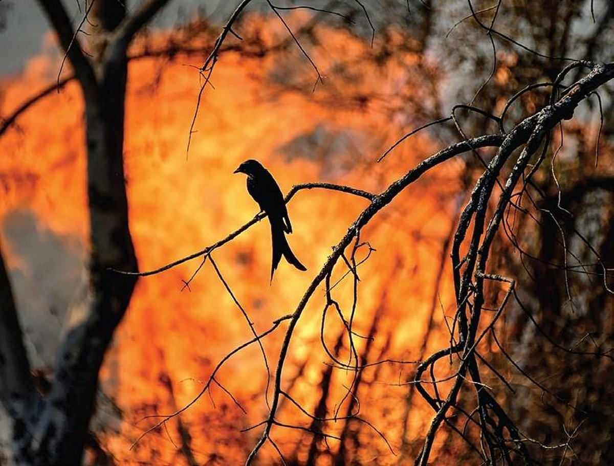 Lockdown wind blows out fires in forests of Kerala