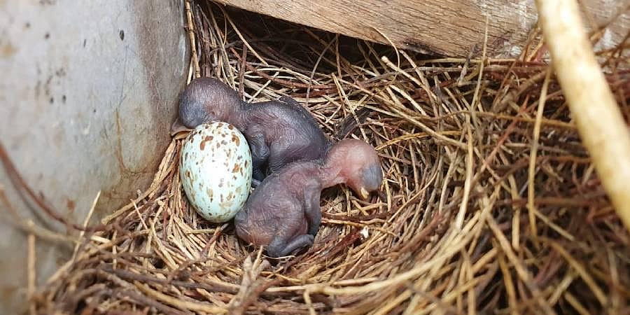 Bugün öğrendim ki: Hindistan'daki bir köy bir...