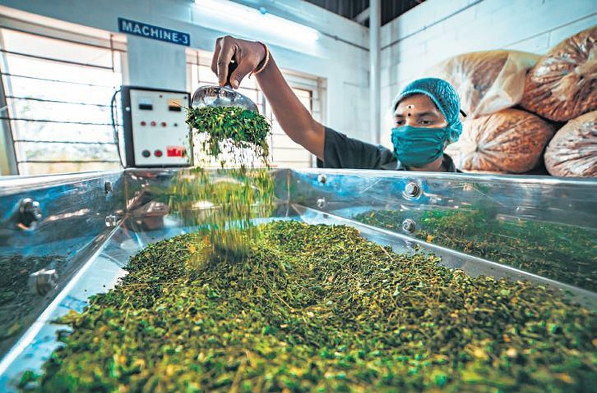 The Incredible Wonders of Moringa – The New Indian Express