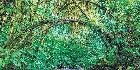 Tamil Nadu greening project aims for 33% forest, tree cover