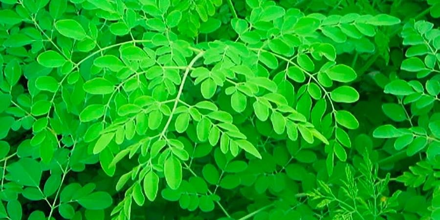 Seven Districts in Tamil Nadu Designated as Export Zones for the Remarkable Moringa Plant