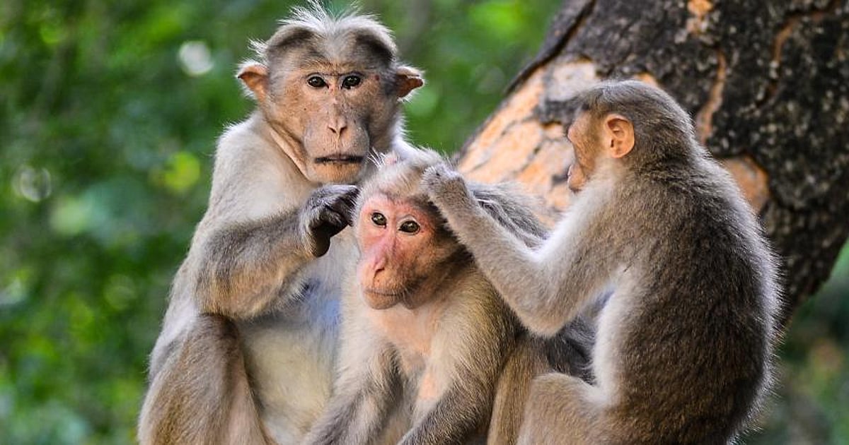 The New Indian Express - Environment - News Image