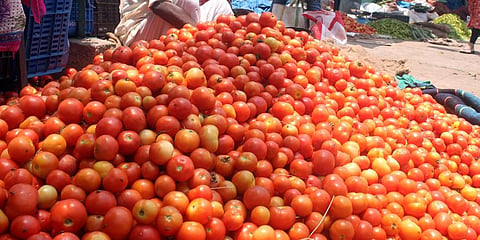 Farmers in Coimbatore dump tomatoes after price falls to Rs 50 per 15 kg