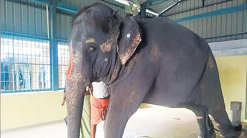 Tortured jumbo: Assam to move court against TN