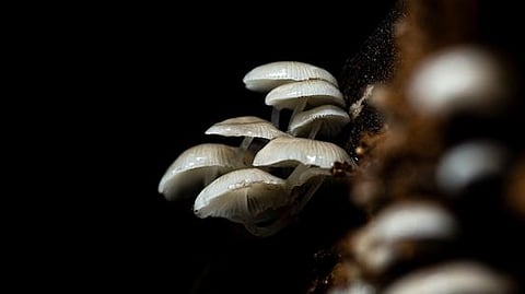 Can Mushroom Spores Survive Heat: Shocking Truth Revealed